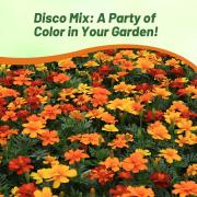 French Marigold Disco Mix Compact Growth Flower Seeds