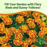 French Marigold Bee Pollinator Friendly Bloom Flower Seeds