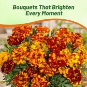 French Marigold Bolero Bright Petal Flower Seeds