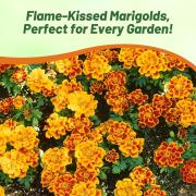 French Marigold D Flame Vibrant Orange Flower Seeds