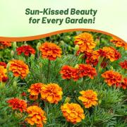 French Marigold Fireball Fiery Hued Bloom Flower Seeds