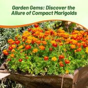 French Marigold Little Hero Small Size Bloom Flower Seeds