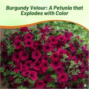 Wave Petunia Burgundy Velour Deep Burgundy Velvety Bloom Seeds