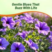 Wave Petunia Lavender Sky Blue Soft Lavender Blue Bloom Seeds