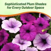 Wave Petunia Plumb Pudding Mix Assorted Purple Bloom Seeds