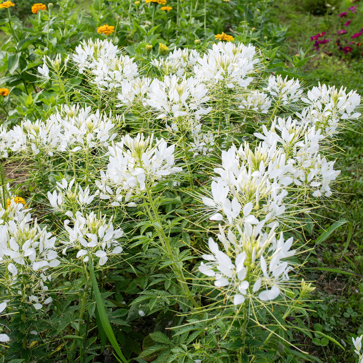 Cleome White Queen Flowering Seeds For Planting