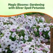 Wave Petunia Silver Soft Silvery Bloom Seeds