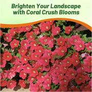 Wave Petunia Coral Crush Vibrant Coral Bloom Seeds