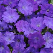 Wave Petunia Denim Rich Blue Bloom Seeds