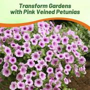 Wave Petunia Pink Vein Soft Pink Veined Bloom Seeds