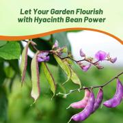 Hyacinth Bean Mix Seeds - Ornamental Climbing Vine Plant Seeds