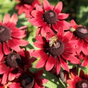 Rudbeckia Hirta Cherry Brandy Rich Red Unique Bloom Seeds