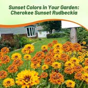 Rudbeckia Hirta Cherokee Sunset Double Petal Vibrant Bloom Seeds