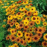 Rudbeckia Hirta Chim Chiminee Quirky Spiky Petal Bloom Seeds