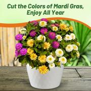 Zinnia Seeds Mardi Gras Mix Festive Multicolor Bloom Seeds