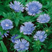 Stokesia Blue Star Bright Blue Perennial Bloom Seeds