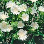 Stokesia White Star Pure White Perennial Bloom Seeds