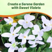 Sweet Violet Reine De Neiges Pure White Bloom Seeds