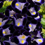 Torenia Blue Deep Blue Shade Bloom Seeds