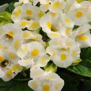 Torenia Lemon Drop Soft Yellow Bloom Seeds