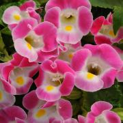 Torenia Rose Elegant Pink Bloom Seeds