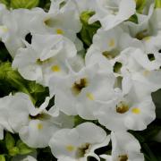 Torenia White Classic White Bloom Seeds