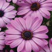 Osteospermum Lavender Soft Purple Daisy Bloom Seeds