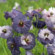 Poppy Amazing Grey Unique Grey Stunning Bloom Seeds