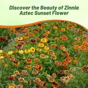 Zinnia Seeds Aztec Sunset Sunset-Inspired Multicolor Bloom Seeds