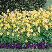 Columbine Yellow Bright Bloom Flower Seeds