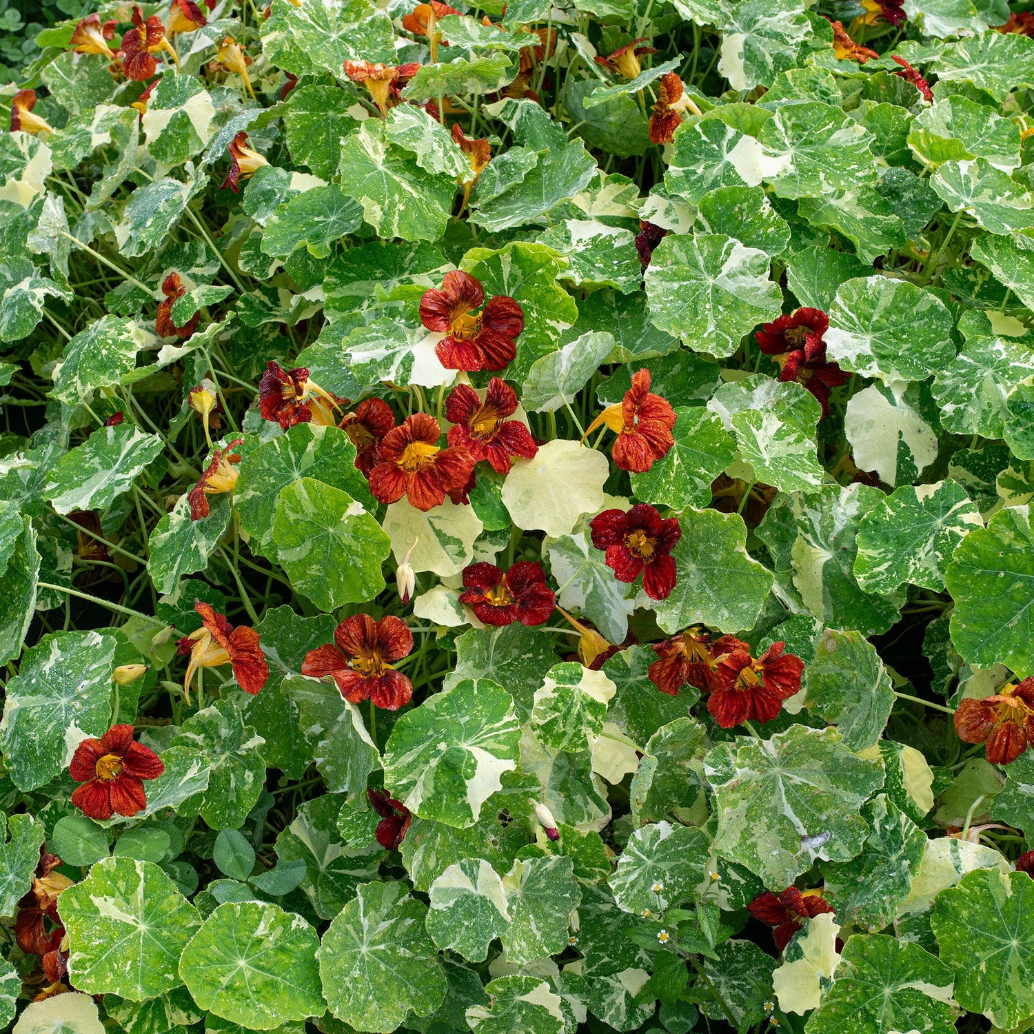 Nasturtium Velvet Troika Seeds