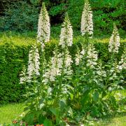 Foxglove Cream Soft Pastel Bloom Flower Seeds