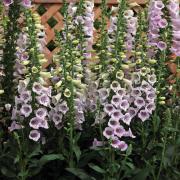 Foxglove Lavender Elegant Shade Flower Seeds