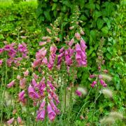 Foxglove Rose Soft Pink Petal Flower Seeds