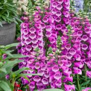 Foxglove Dalmatian Purple Spotted Bell Flower Seeds