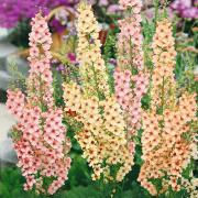 Verbascum Southern Charm Warm Peach & Purple Bloom Seeds