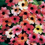 Thunbergia Blushing Susie Soft Peach & Pink Bloom Seeds