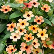 Thunbergia Spanish Eyes Unique Red & Orange Bloom Seeds