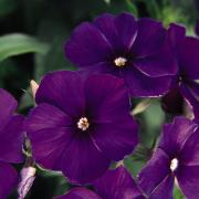 Phlox Century Blue Bright Blue Perennial Bloom Seeds