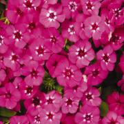 Phlox Century Pink Soft Pink Classic Bloom Seeds