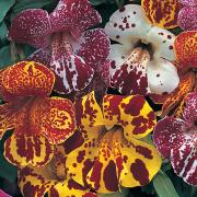 Mimulus Blotch Mix Colorful Moist Loving Bloom Seeds