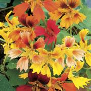 Nasturtium Phoenix Mix Unique Petal Shape Mixed Color Bloom Seeds