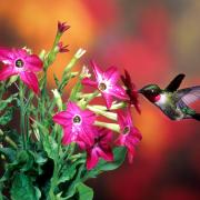 Nicotiana Bright Rose Vibrant Pinkish Rose Bloom Seeds