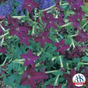 Nicotiana Deep Purple Rich Purple Night Bloom Seeds