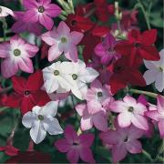 Nicotiana Mix Colorful Fragrant Tobacco Bloom Seeds