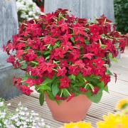 Nicotiana Red Bold Red Garden Bloom Seeds