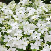 Nicotiana White Classic White Fragrant Bloom Seeds