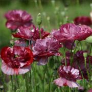 Poppy Pandora Deep Red Unique Shaded Bloom Seeds