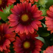 Gaillardia Mesa Red Heat Tolerant Bloom Flower Seeds