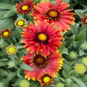 Gaillardia Aristata Red Shades Vibrant Bloom Flower Seeds